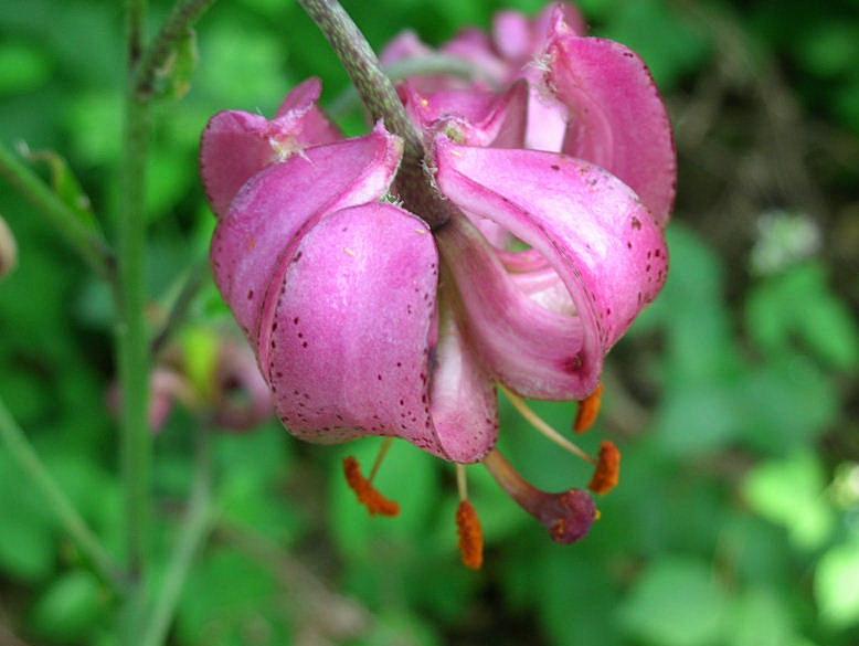 Lilium martagon / Giglio martagone